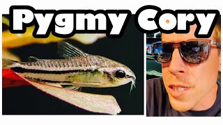 Pygmy Corydoras Care Need to Know [upl. by Hendrickson]