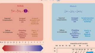 Part 1 Acidosis and Alkalosis Metabolic or Respiratorymp4 [upl. by Erdnaet]