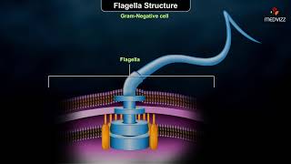 Flagellar structure  Grampositive and Gramnegative cells [upl. by Aryk317]