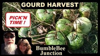 How And When To Harvest Gourds  Drying And Curing Gourds For Crafting [upl. by Gnilhsa471]