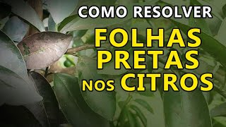 Como Resolver as Folhas Pretas nas Laranjeiras Limoeiro e Citros em Geral [upl. by Yole]