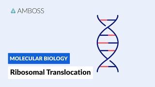 Ribosomal Translocation To the Endoplasmic Reticulum [upl. by Jodee897]