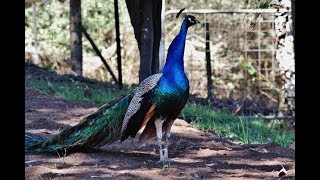 Peacock calls and Peahen calls [upl. by Nyladgam]