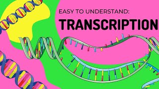 Protein Synthesis  Transcription [upl. by Dorella897]