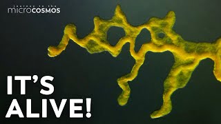 Slime Molds When Micro Becomes Macro [upl. by Zohara]