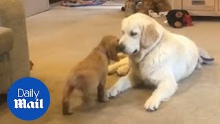 Adorable dog cant contain excitement when meeting new puppy [upl. by Ykcin]