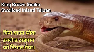 King Brown Snake Swolloed Inland Taipan [upl. by Idnic]