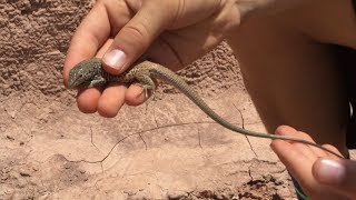 Catching the Western Whiptail Lizard [upl. by Nidraj]