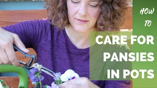 How to Care for Pansies in Pots [upl. by Gorlicki]