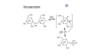 Carbohydrate Biosynthesis I Glycogen Synthesis [upl. by Ehtnax]