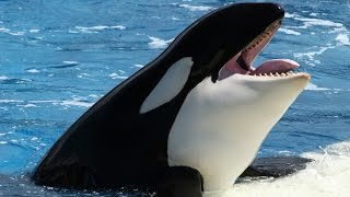 National Geographic Documentary  Orcinus Orca  Wildlife Animal [upl. by Nador]