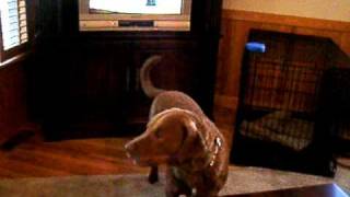 Tucker dog loves singing to the Empire Carpet commercial [upl. by Leynad]