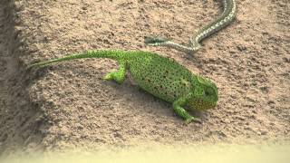 Chameleon v snake HD [upl. by Kcinimod]