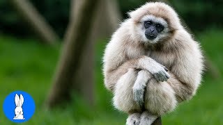 Cute Gibbons Playing amp Climbing [upl. by Nador]