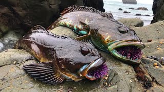 TIDEPOOL Fishing Catch COOK and EAT on the rocks Low Tide Adventure [upl. by Nerag]