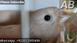 Bullfinch  Bullfinch Call  Bullfinches  Bullfinch Juvenile  Bullfinch Singing  Bullfinch UK [upl. by Naples]