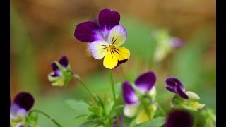 How To Save Viola And Pansy Flower SeedsGardening [upl. by Kealey407]