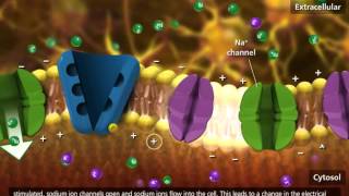 Nerve Impulse Molecular Mechanism 3D Animation [upl. by Kinghorn419]