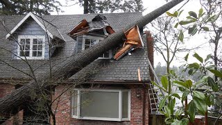 Dangerous Idiots Tree Felling With Chainsaw Big Tree Removal Fails Falling On Houses [upl. by Liv]