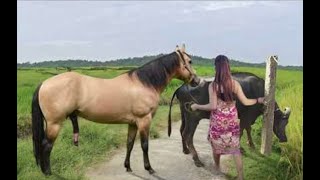 My sister training care her lovely horse in beginner 2021 [upl. by Asilrak]