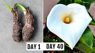 How To Grow Calla Lily RIGHT Way At RIGHT Time [upl. by Vivi]