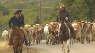 Cattle Drive Texas Country Reporter [upl. by Ikram962]