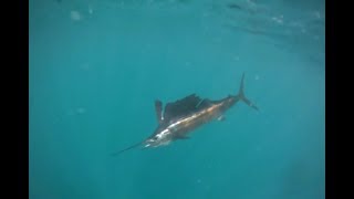 Sailfish Fishing Tips How to Catch A Sailfish in South Florida [upl. by Kevina]