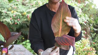 Beginners guide to Canna lily propagation  Dividing the tubers [upl. by Lrae54]