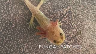 GETTING RID OF FUNGUS INFECTION ON AXOLOTL WITHOUT USING SALT BATH [upl. by Novrej]