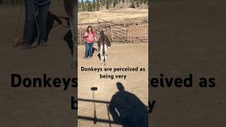 Why Donkeys are Misunderstood [upl. by Dorrahs399]