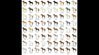 Horse Colors and Breeds  Hooked on Horsessm Series [upl. by Lyda]