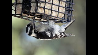 Suet Feeders and How to Choose One [upl. by Anaugahs]