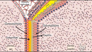 Development of Tooth  Part 5 Root formation [upl. by Ytsirc]