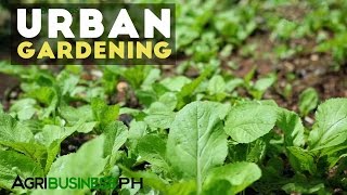 Urban Gardening  Best Practices in Urban Gardening  Agribusiness Philippines [upl. by Eniawd]