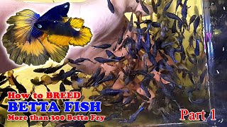 Part 1  How To Betta Fish Breeding  More Than 300 Betta Fry Mustard Gas Rose Tail Halfmoon [upl. by Ishmael]