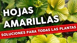 5 Razones por que se ponen AMARILLAS las HOJAS de las plantas Como Solucionar [upl. by Lynnette243]