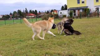 Czechoslovakian amp American Wolfdogs [upl. by Felix]