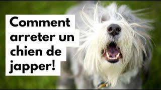 Comment arrêter un chien de japper [upl. by Alecia]