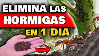 ELIMINAR HORMIGAS en las PLANTAS y DENTRO en CASA  Insecticida NATURAL para Plantas y PLAGAS [upl. by Akinor362]