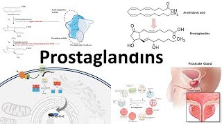 Prostaglandins  Biosynthesisfunction and regulation [upl. by Dunkin146]