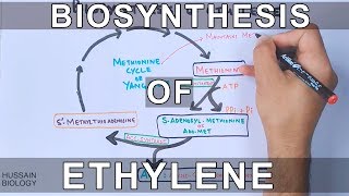 Biosynthesis of Ethylene [upl. by Bartie]