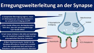 Erregungsweiterleitung an der Synapse  Chemische Synapse Neurobiologie Oberstufe [upl. by Leva]