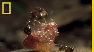 FleshEating Ants  National Geographic [upl. by Eberly164]