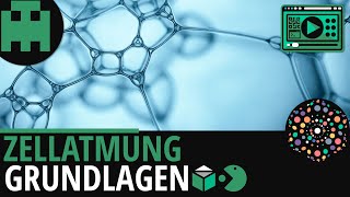 Zellatmung Grundlagen │Biologie Lernvideo Learning Level Up [upl. by Nayrbo]