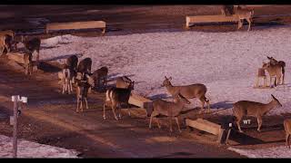 Brownville’s Food Pantry For Deer  Beautiful evening dinner gathering [upl. by Welch243]