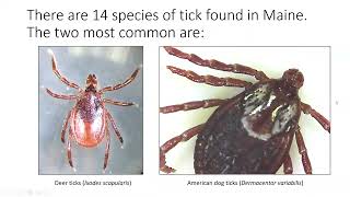 Tick Identification Presentation [upl. by Esenwahs]