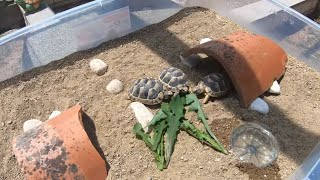 Tortuguero casero para mis nuevas tortugas bebés🐢😍 [upl. by Jerry]