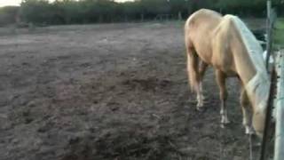 Palomino horse for sale [upl. by Bernadina]