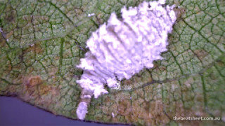 Green lacewing larva eating mealybug [upl. by Madelin]