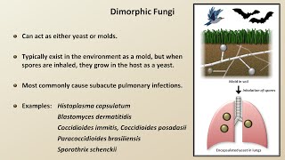 Classification and Structure of Fungi Fungal Infections  Lesson 1 [upl. by Mariam]